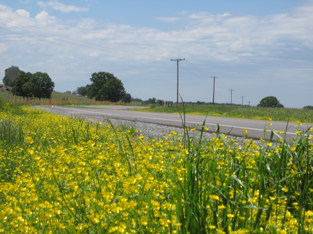 bright yellow flowers by the road